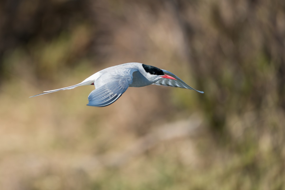 Arctic Tern - ML646364556