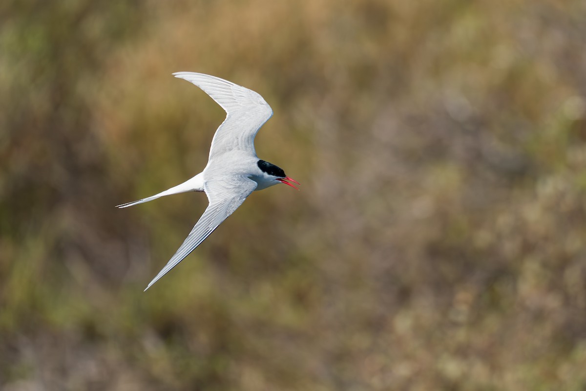 Arctic Tern - ML646364557