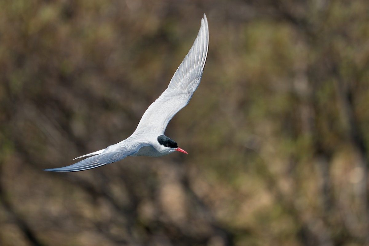 Arctic Tern - ML646364558