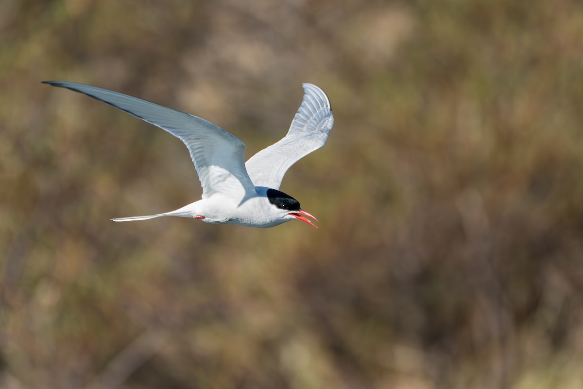 Arctic Tern - ML646364559