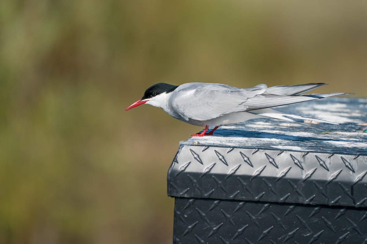 Arctic Tern - ML646364561