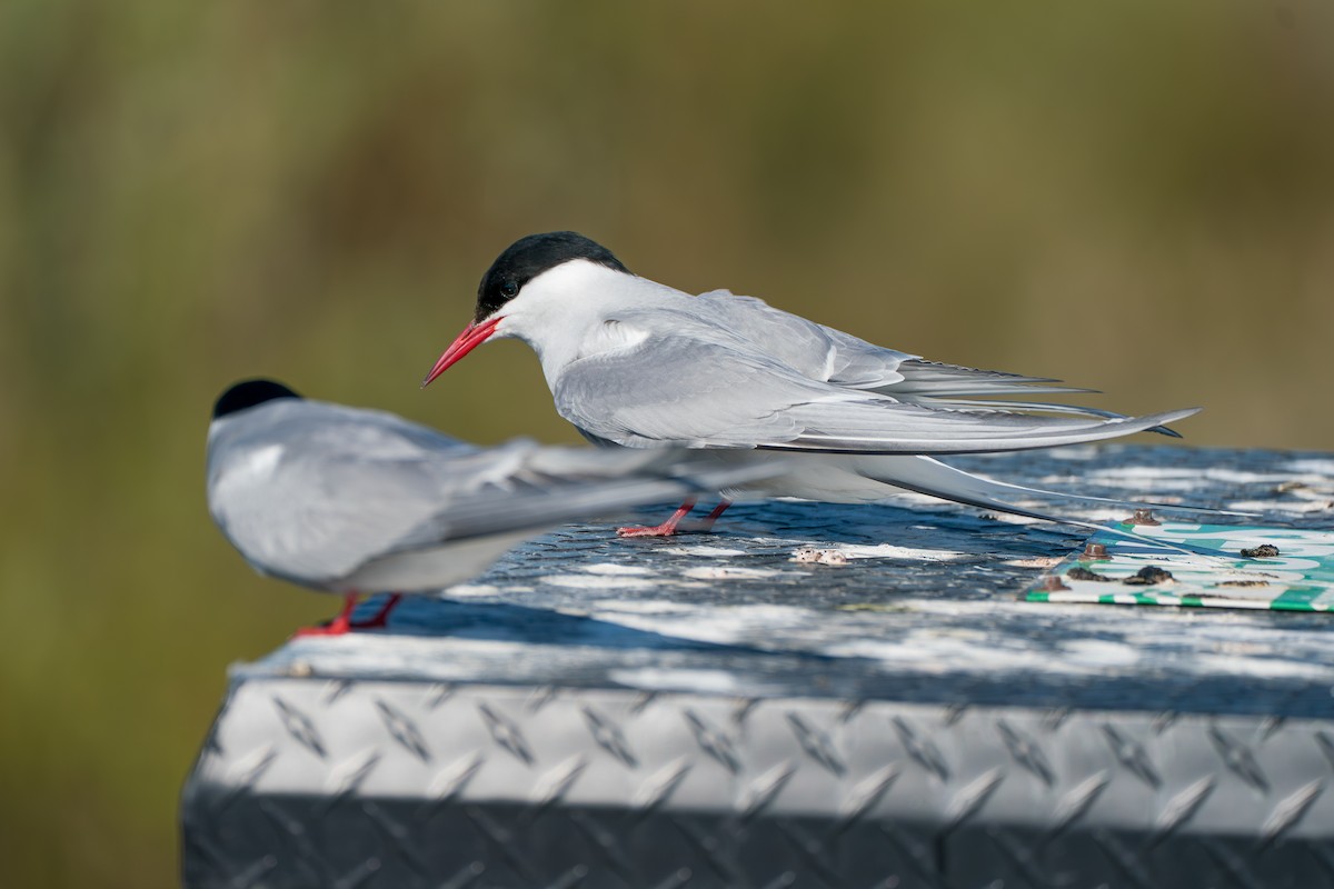 Arctic Tern - ML646364562