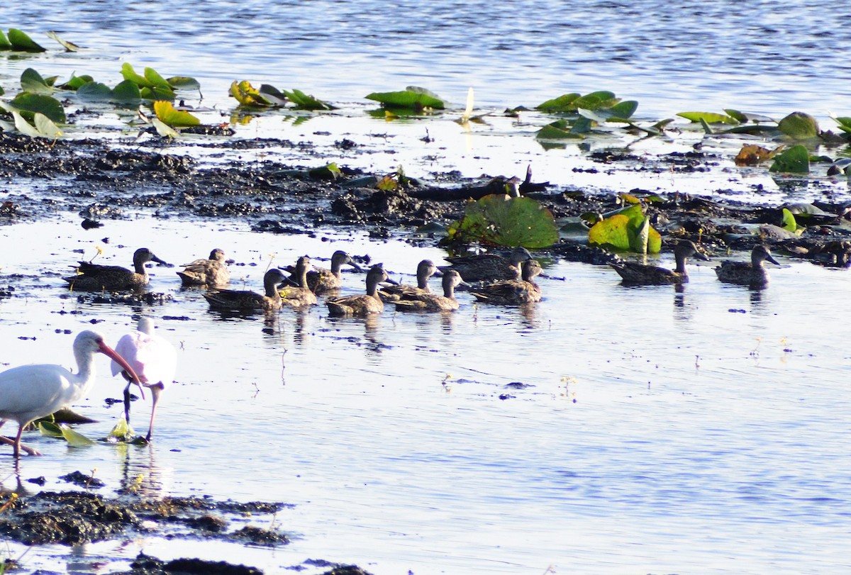 Blue-winged Teal - ML646364563