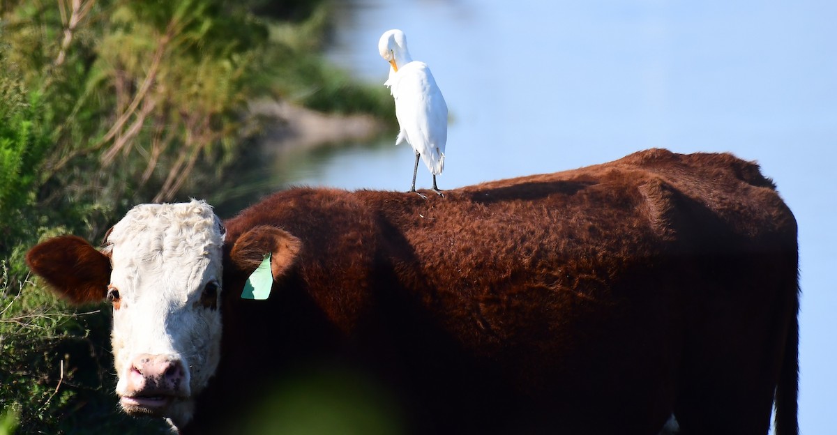 Western Cattle-Egret - ML646364564