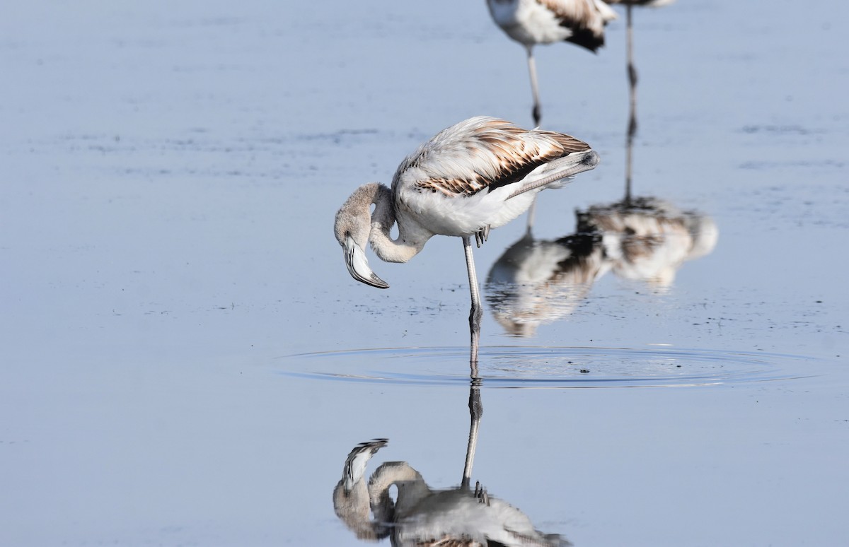 Greater Flamingo - ML646364565