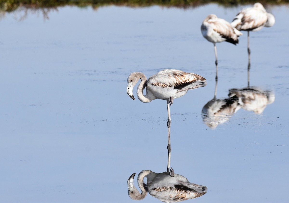 Greater Flamingo - ML646364566
