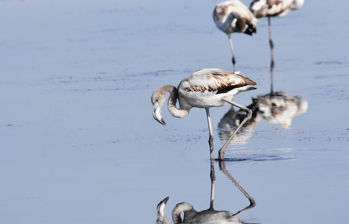 Greater Flamingo - ML646364570