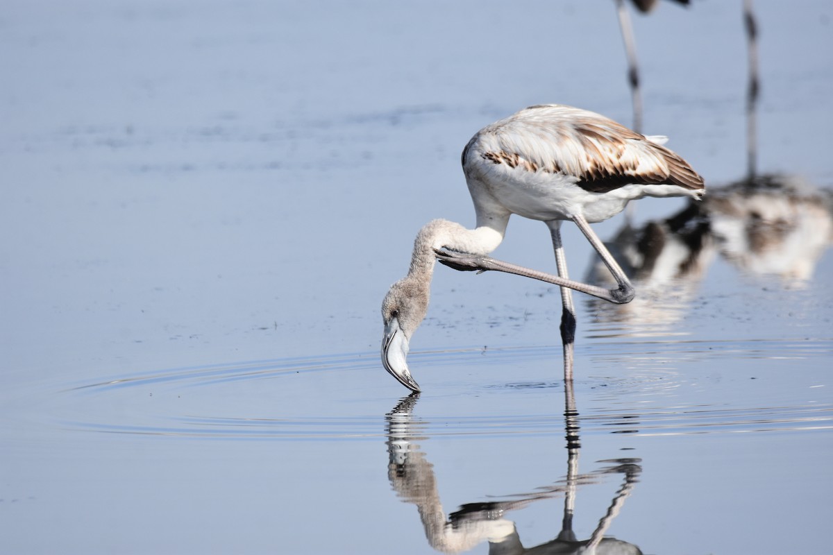 Greater Flamingo - ML646364571