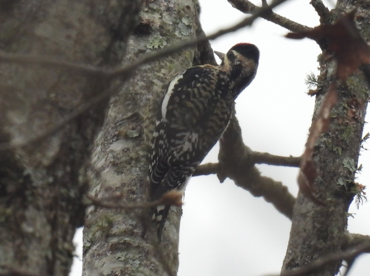 Yellow-bellied Sapsucker - ML646364572