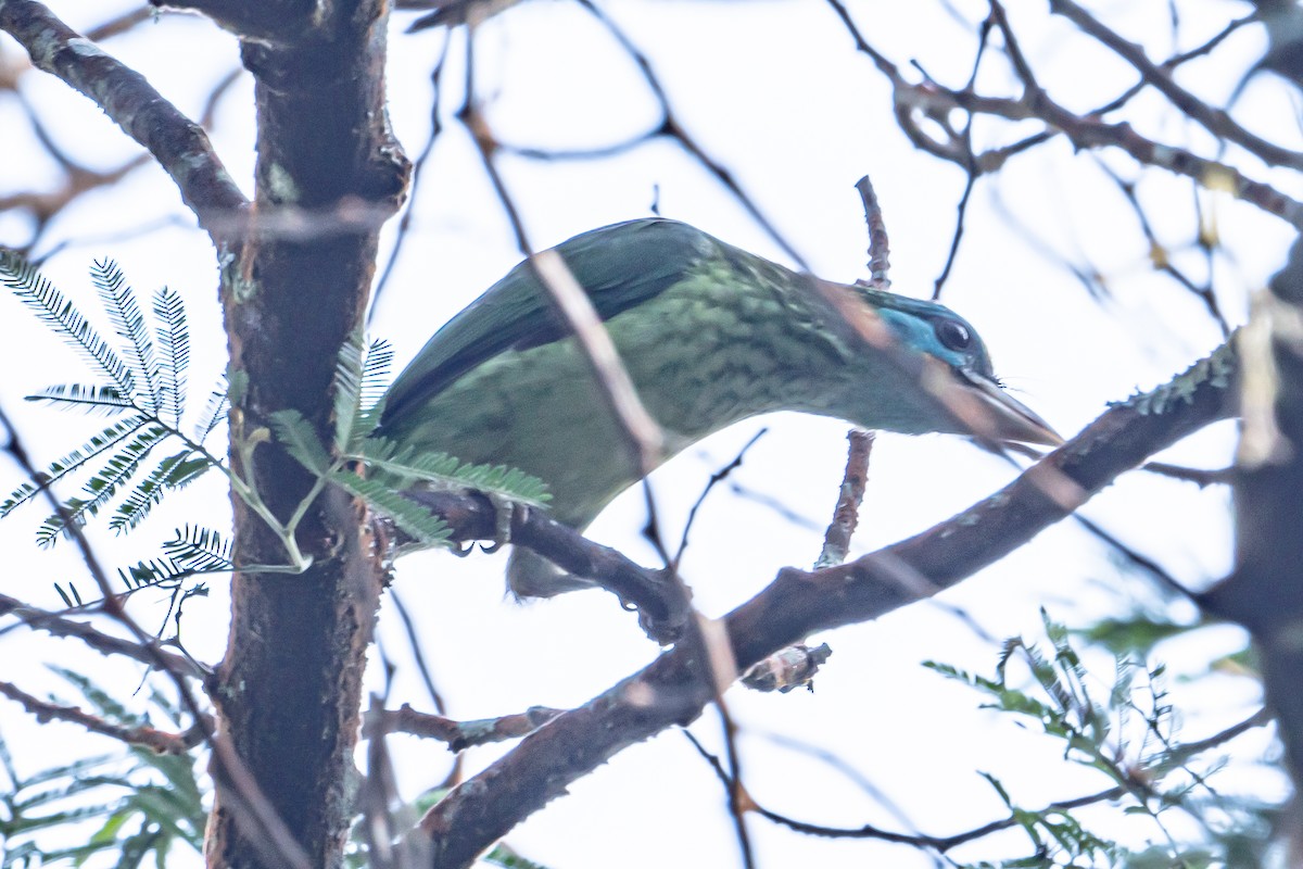 Yellow-fronted Barbet - ML646364573