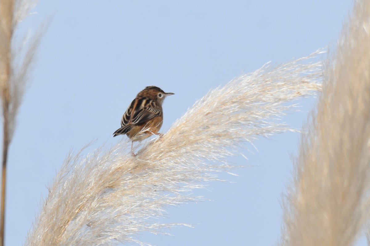 Zitting Cisticola - ML646364574