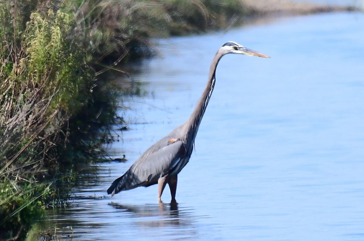 Great Blue Heron - ML646364575