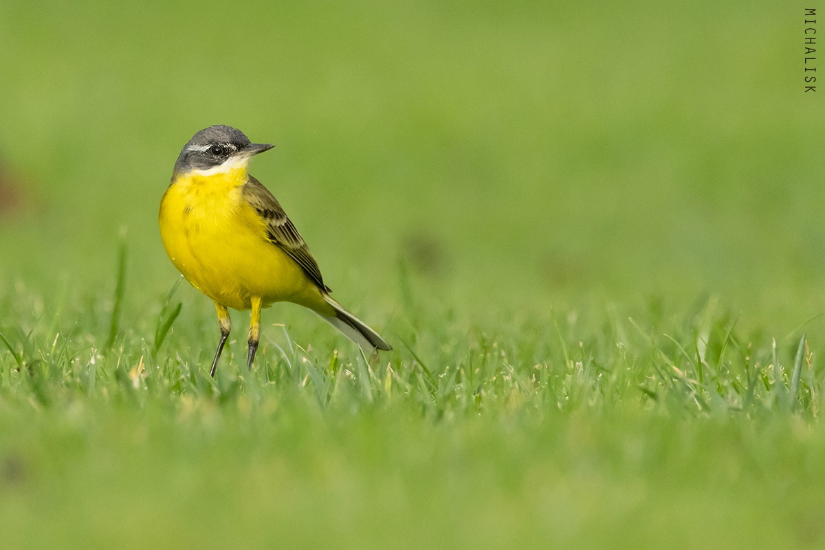Western Yellow Wagtail - ML646364576