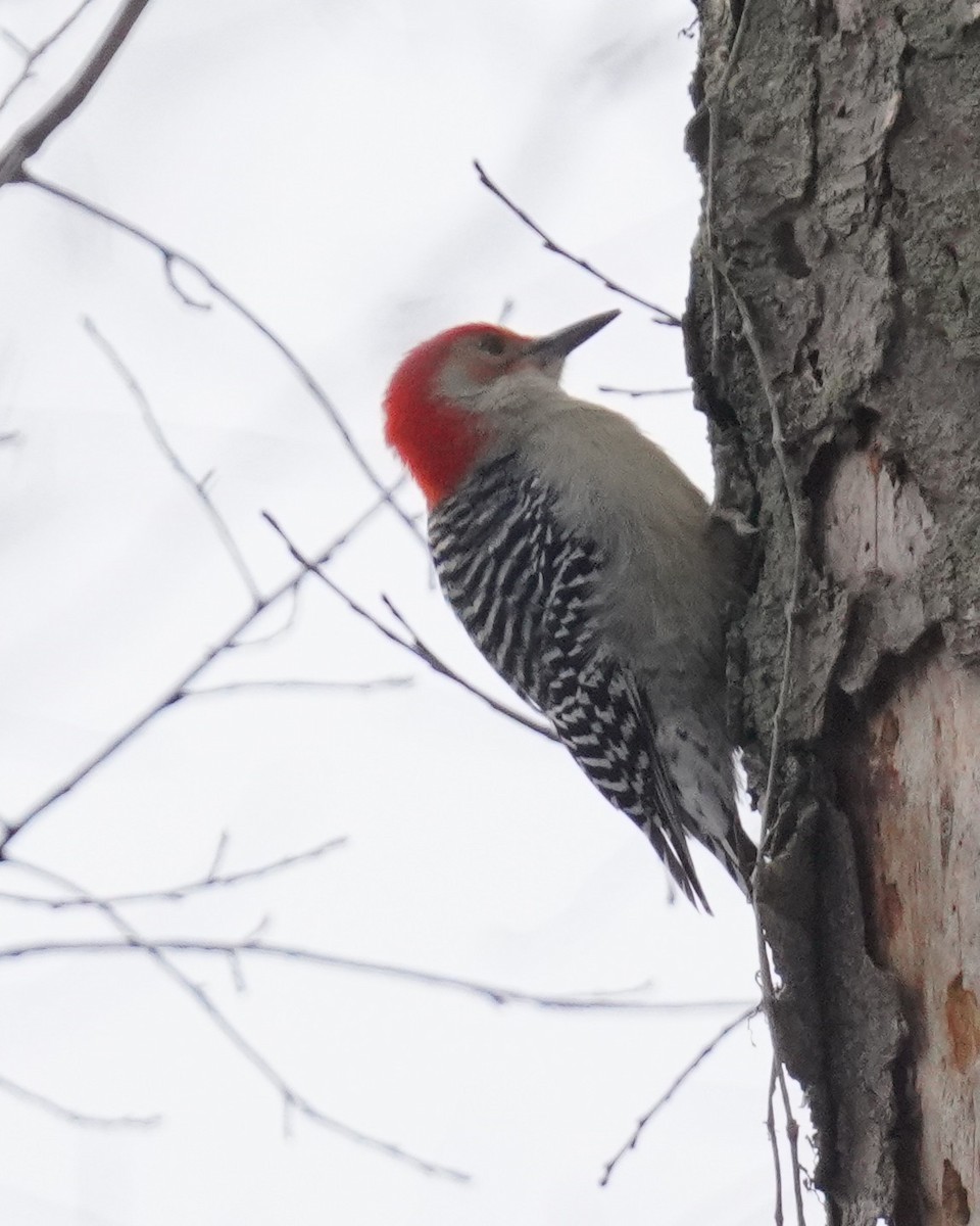 Red-bellied Woodpecker - ML646364578