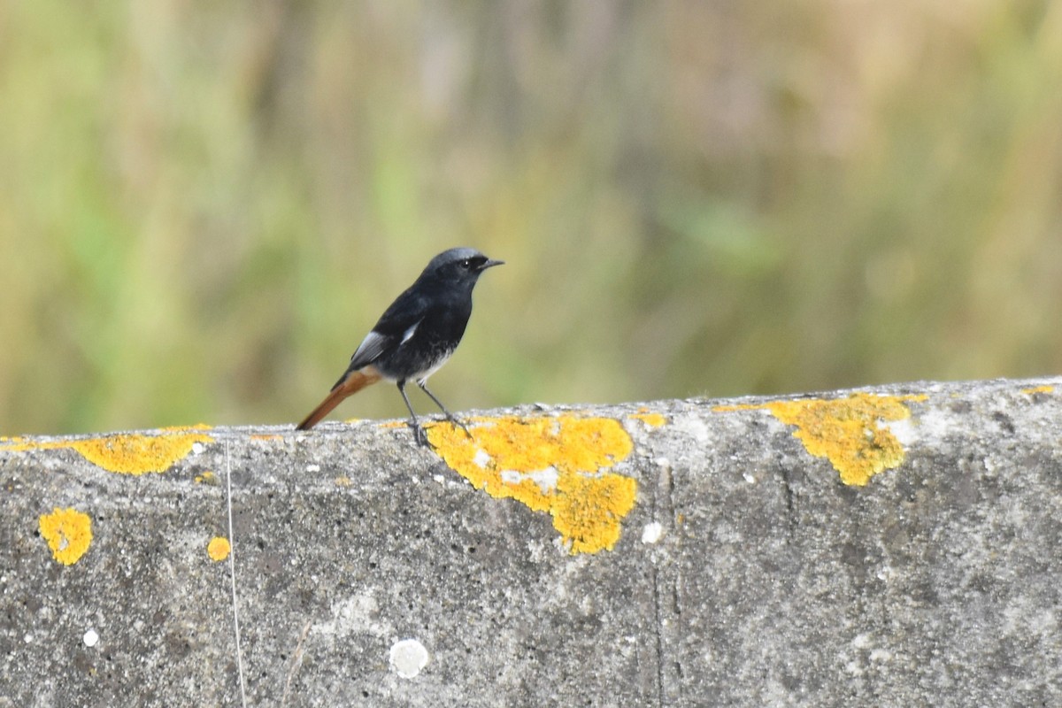 Black Redstart - ML646364579