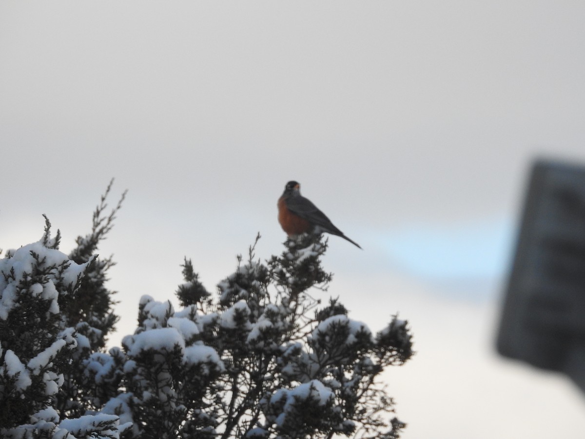 American Robin - ML646364581
