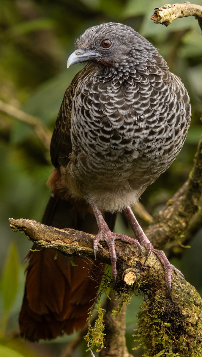 Colombian Chachalaca - ML646364582