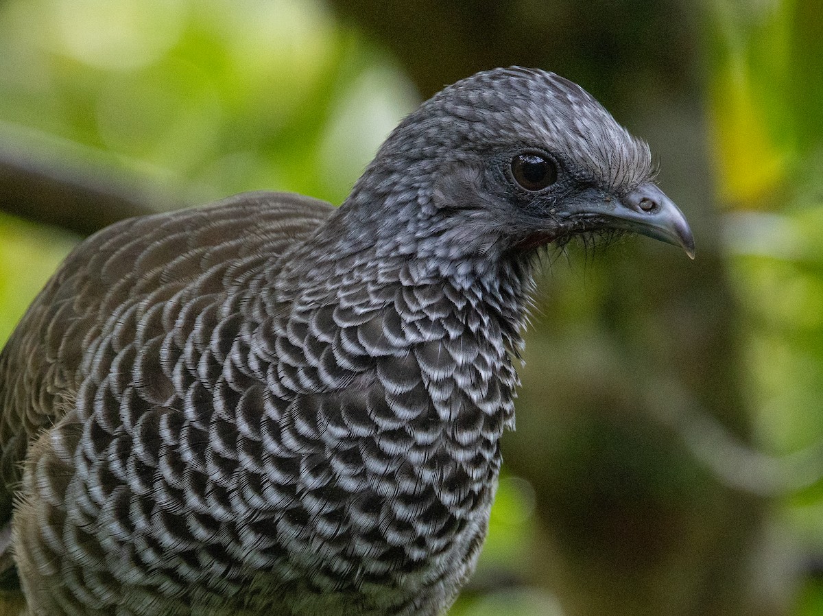Colombian Chachalaca - ML646364583