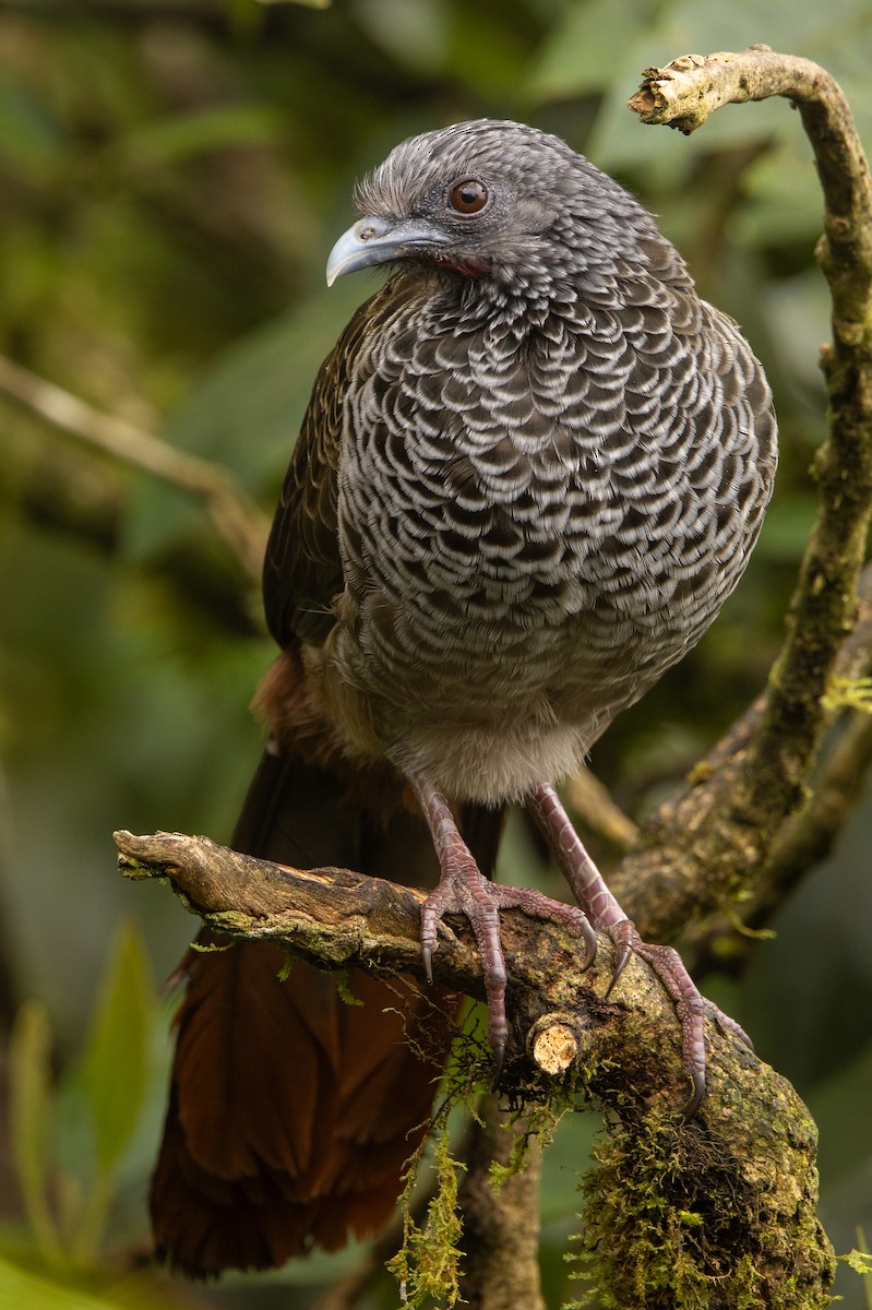 Colombian Chachalaca - ML646364584