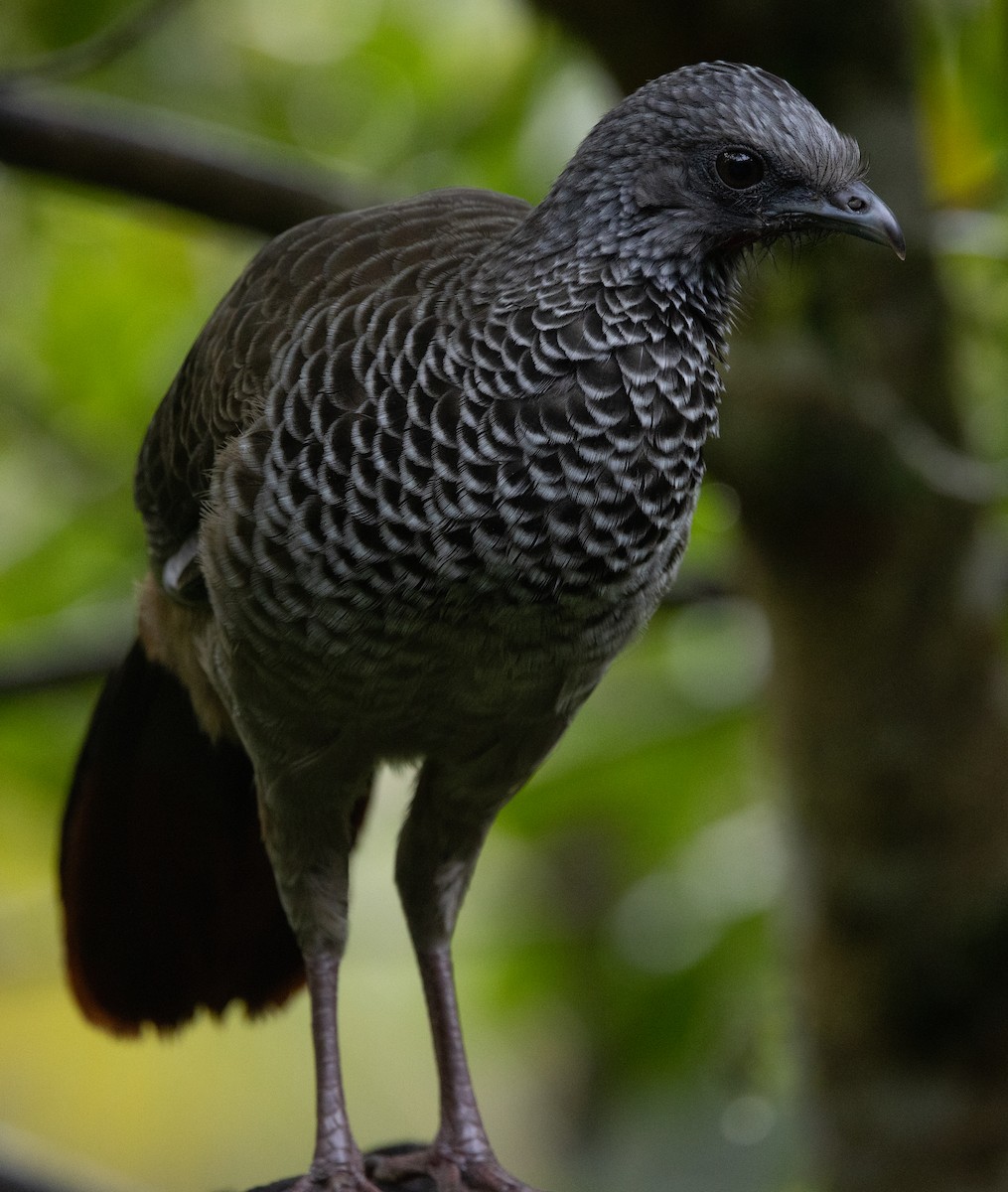 Colombian Chachalaca - ML646364585