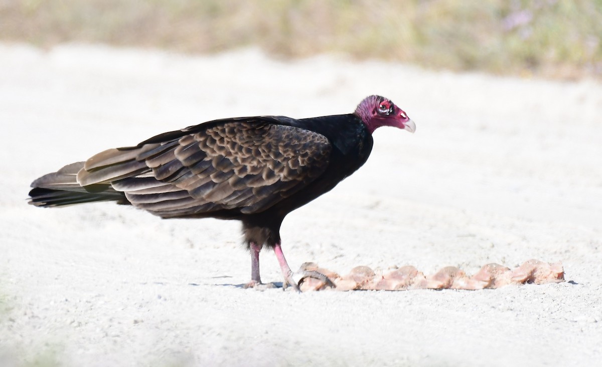 Turkey Vulture - ML646364586