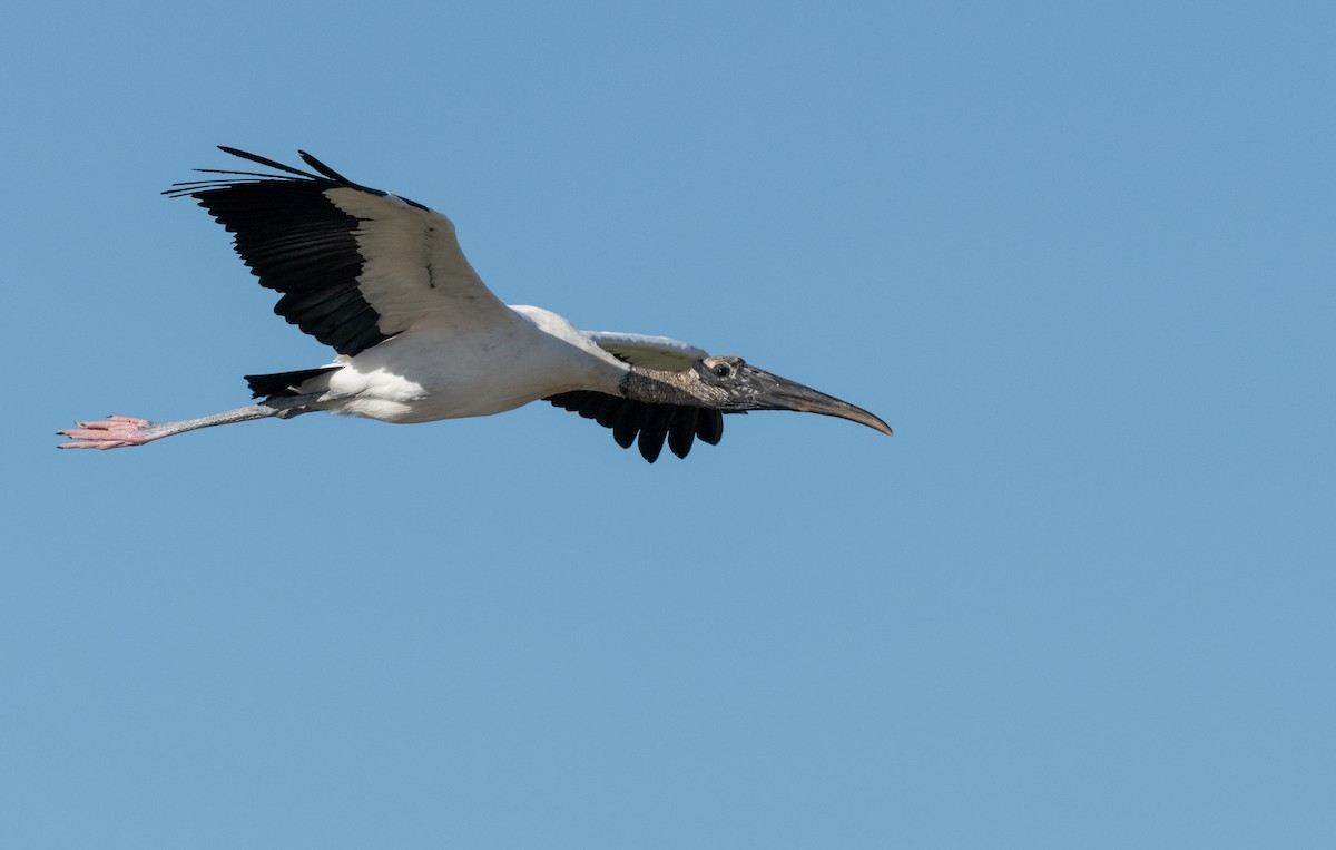 Wood Stork - ML646364588