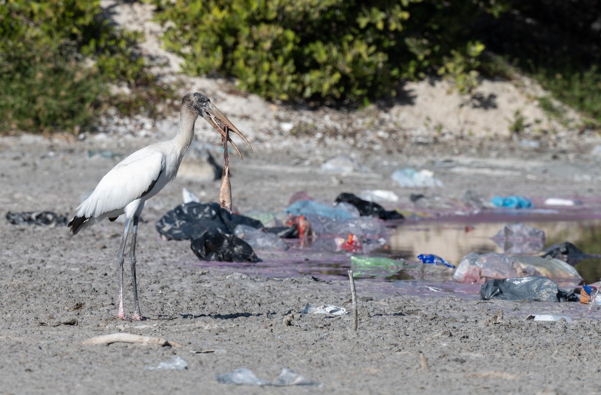 Wood Stork - ML646364589