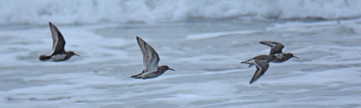 Piovanello violetto - ML646364590