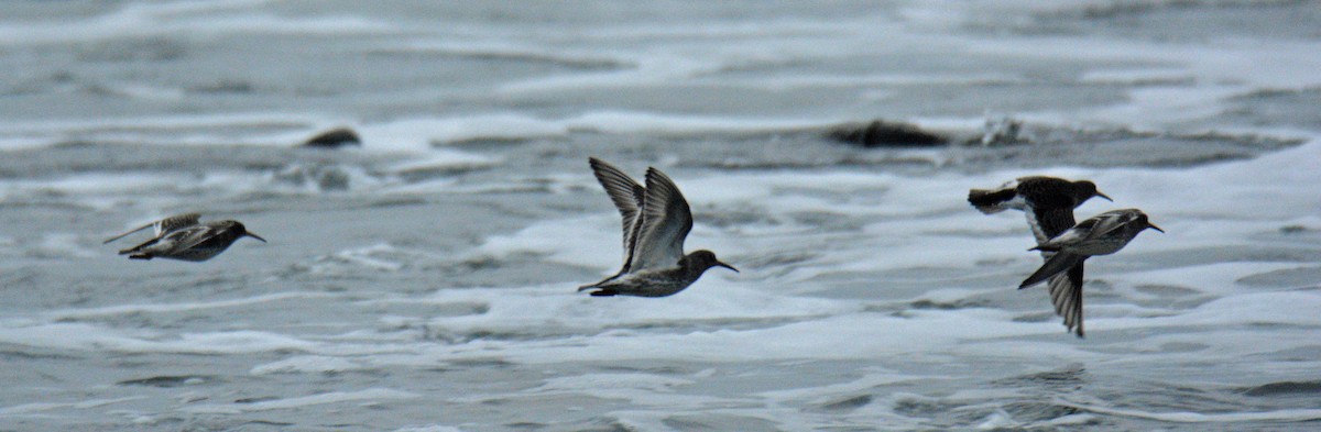 Piovanello violetto - ML646364592