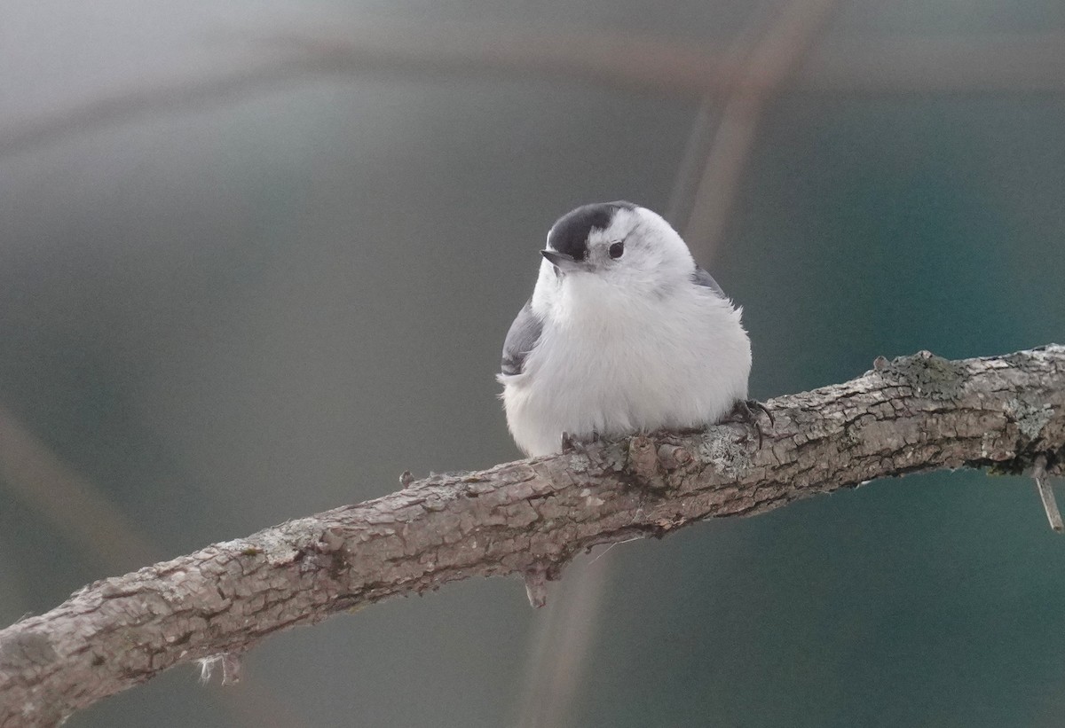 White-breasted Nuthatch - ML646364593