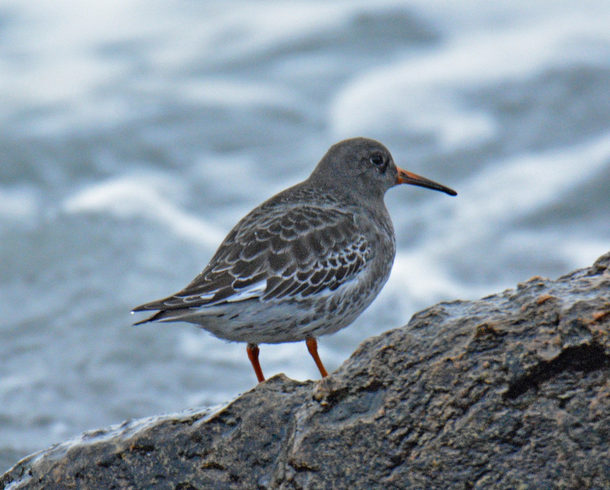 Piovanello violetto - ML646364594