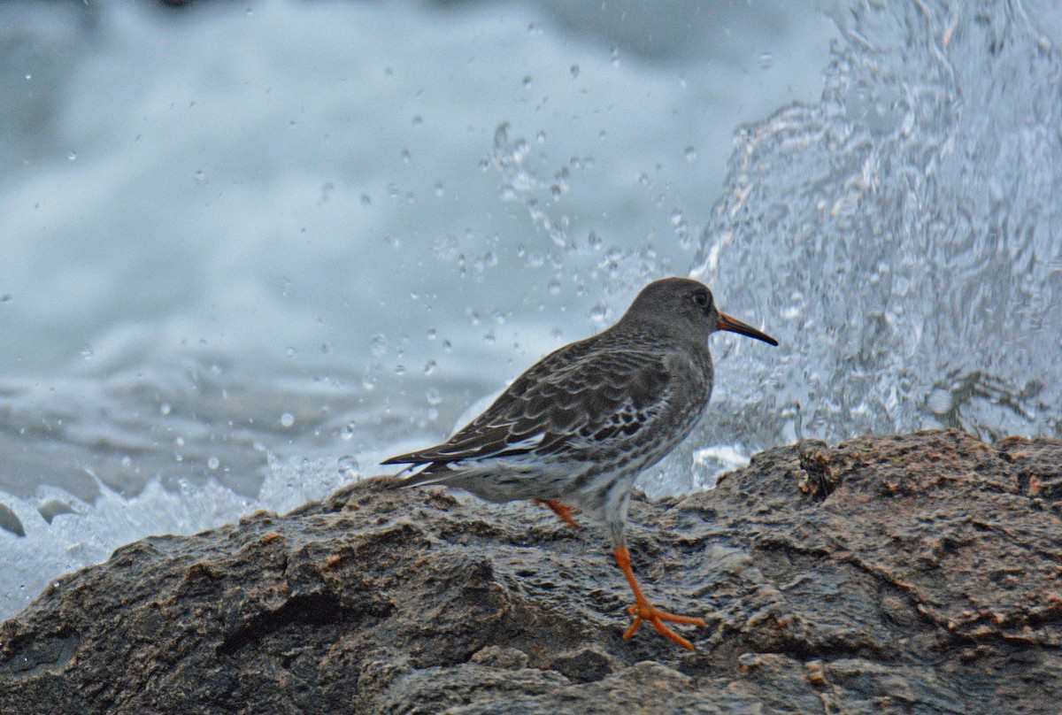 Piovanello violetto - ML646364596