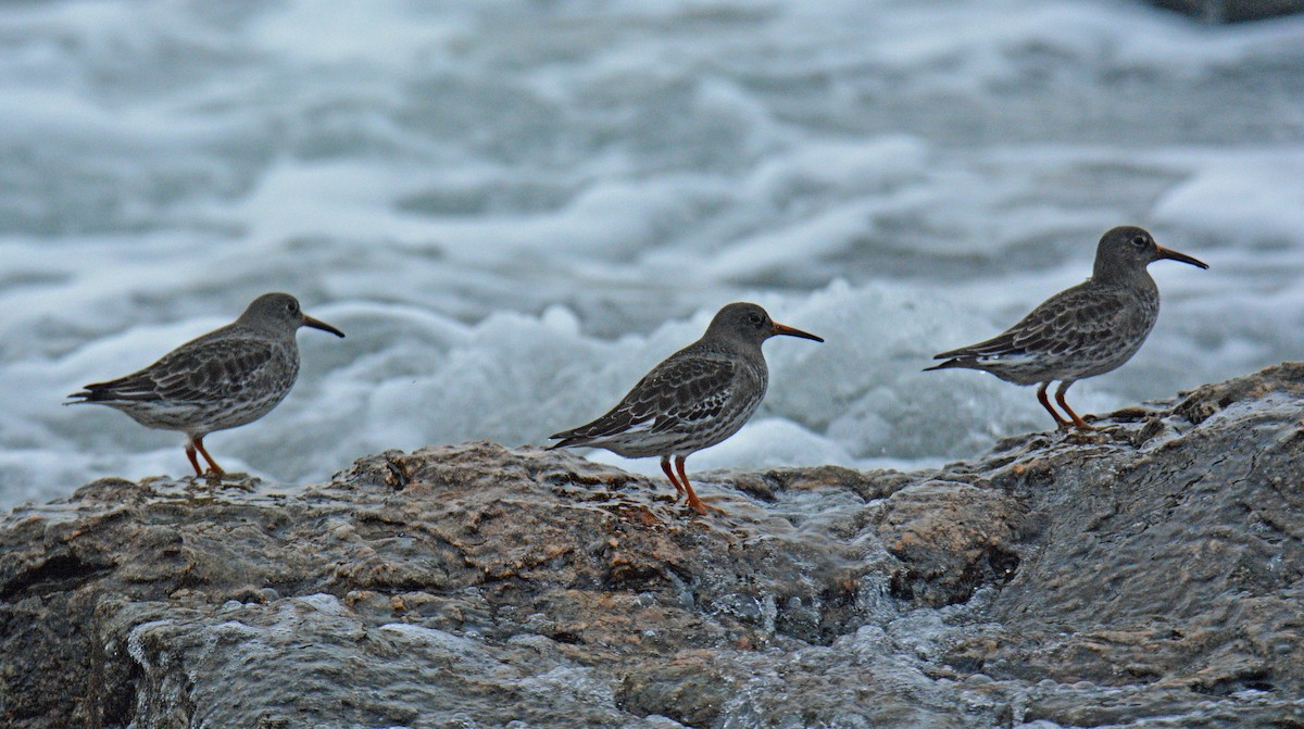 Piovanello violetto - ML646364599