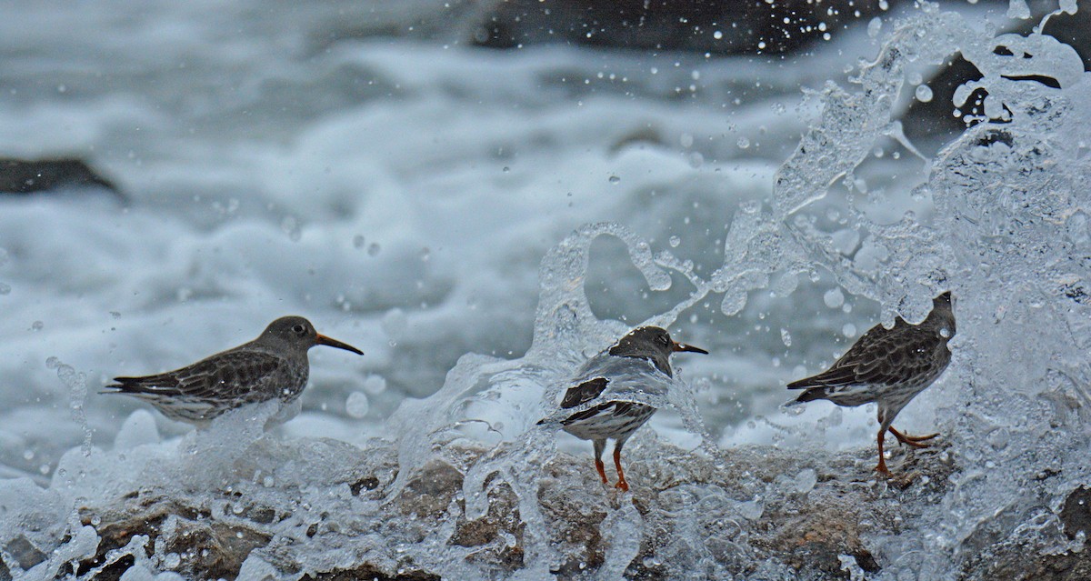 Piovanello violetto - ML646364600