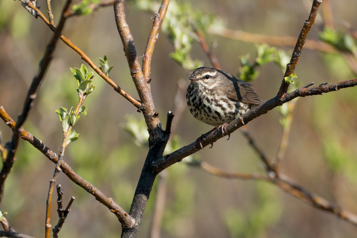 Drosselwaldsänger - ML646364624