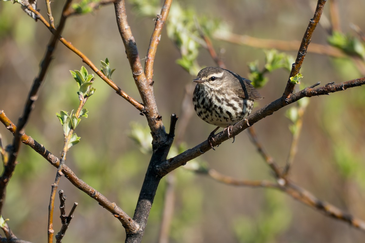 Drosselwaldsänger - ML646364625