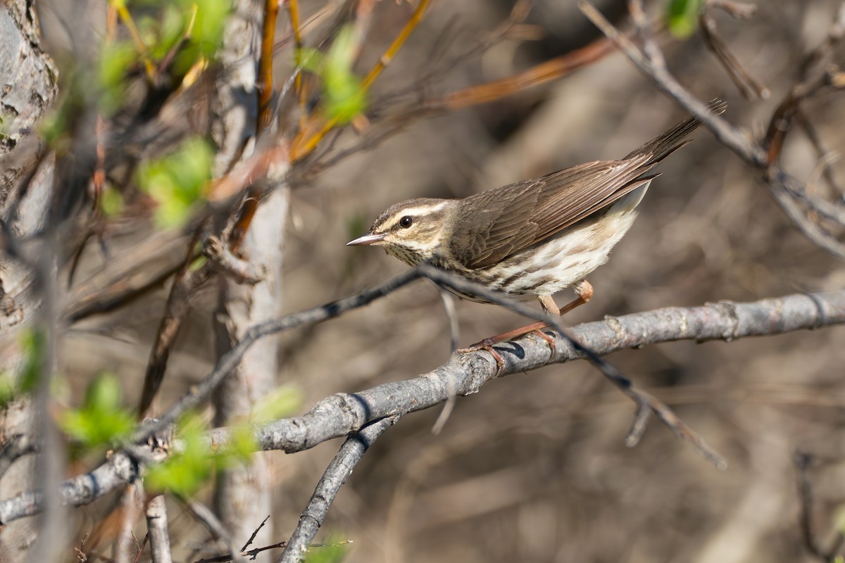 Drosselwaldsänger - ML646364626