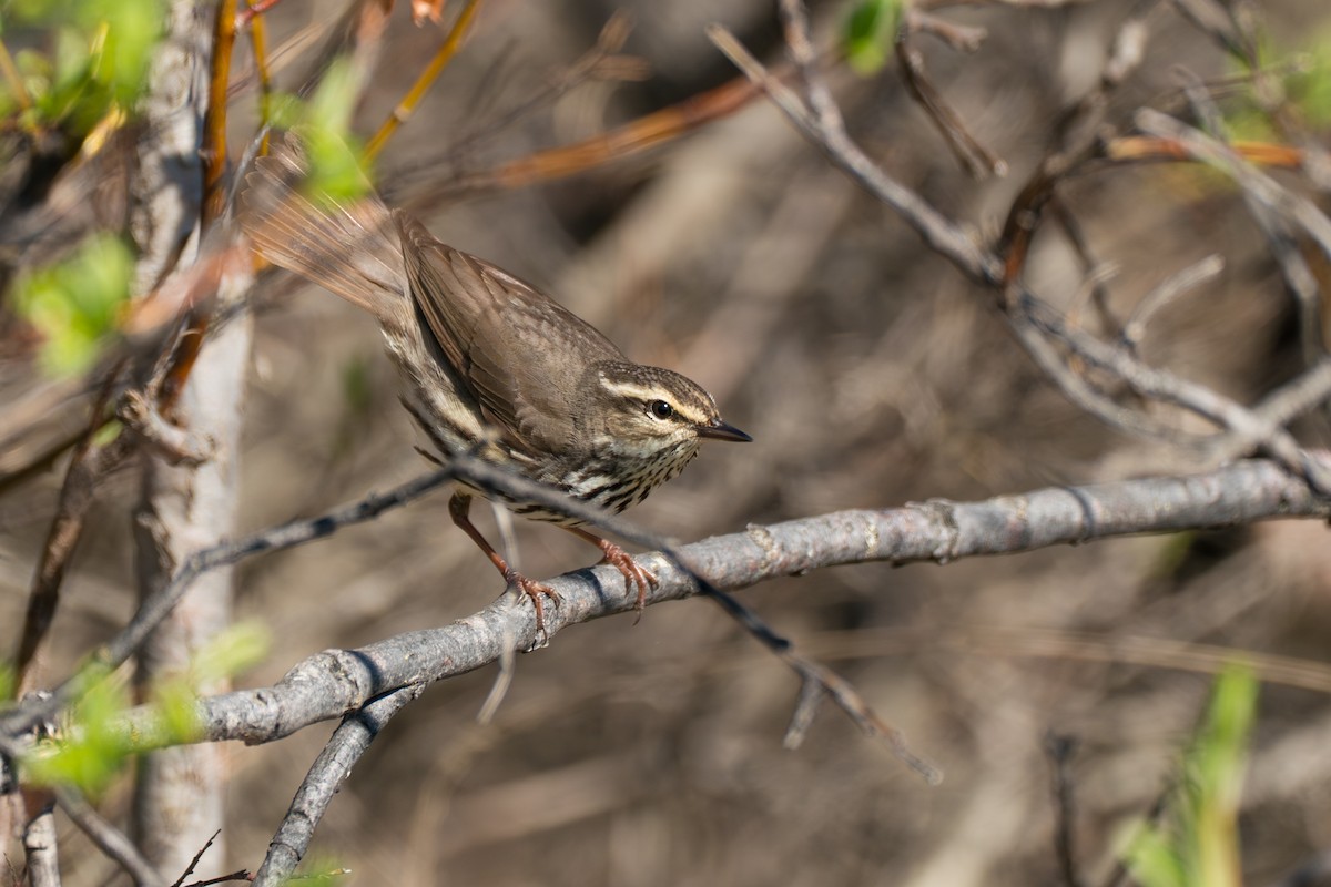 Drosselwaldsänger - ML646364627