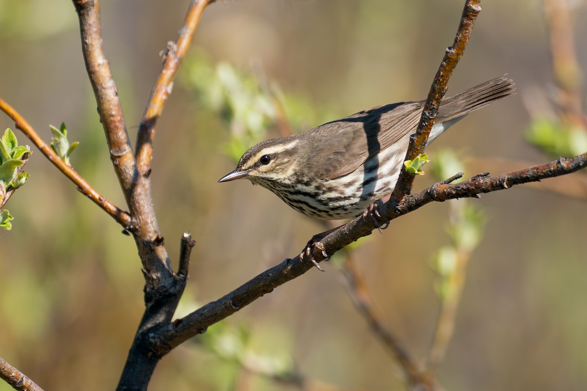 Drosselwaldsänger - ML646364628