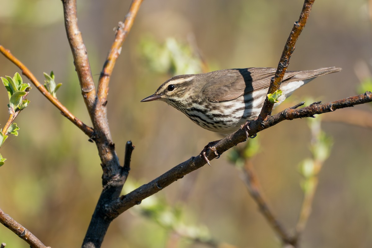 Drosselwaldsänger - ML646364629