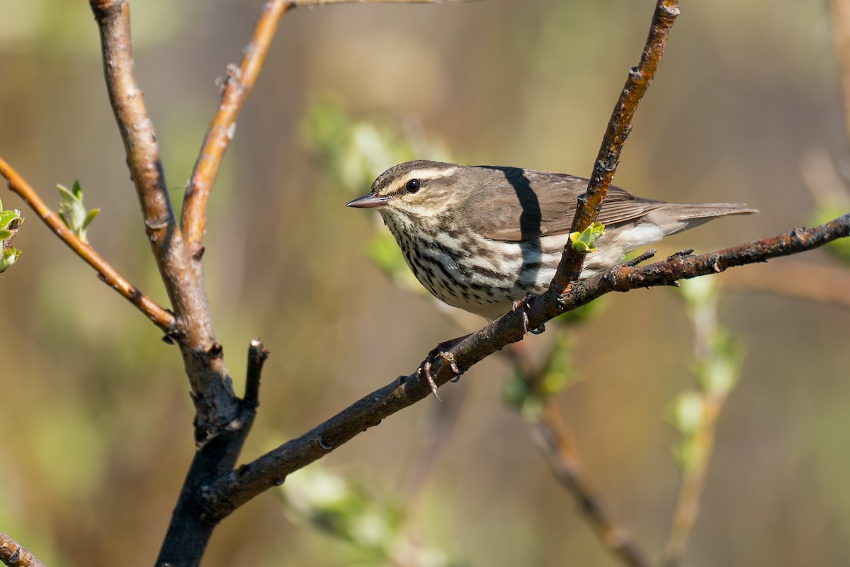 Drosselwaldsänger - ML646364630