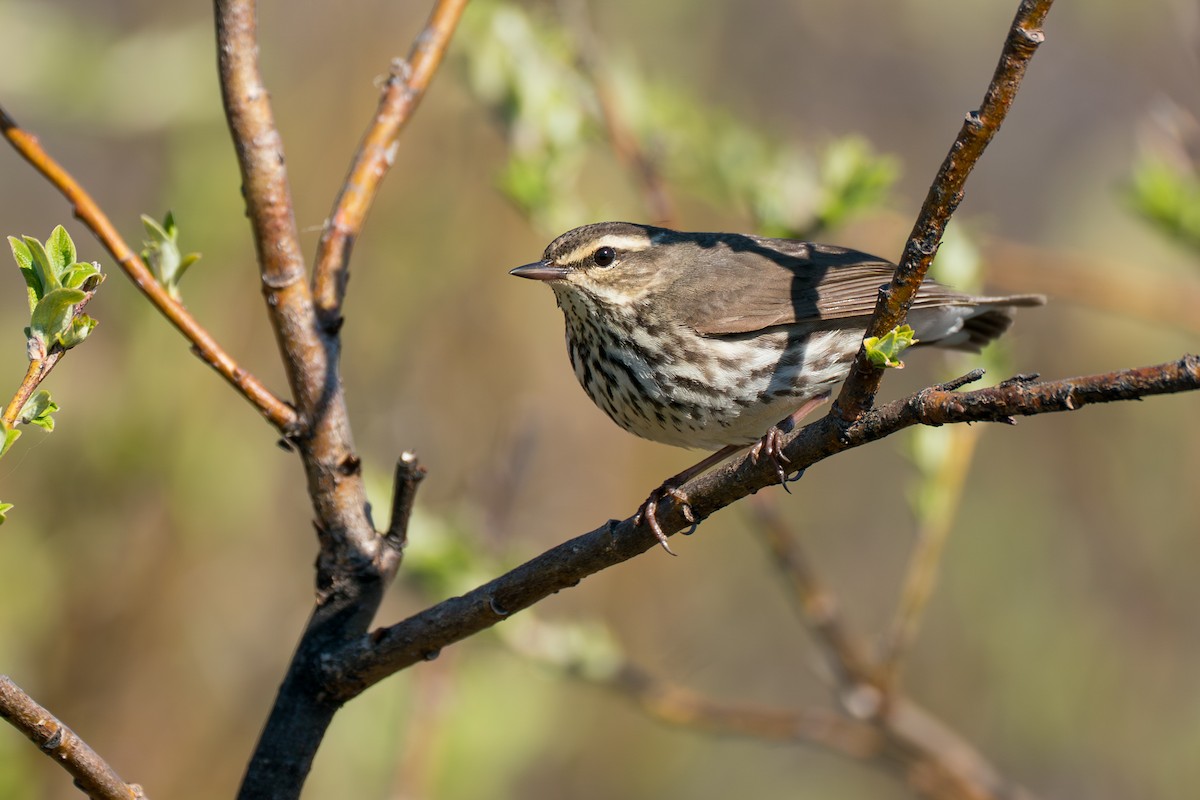 Drosselwaldsänger - ML646364631