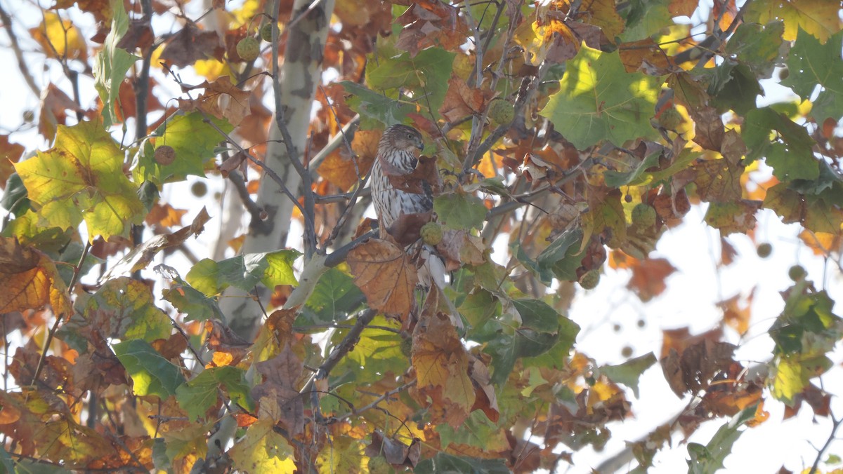Cooper's Hawk - ML646364632