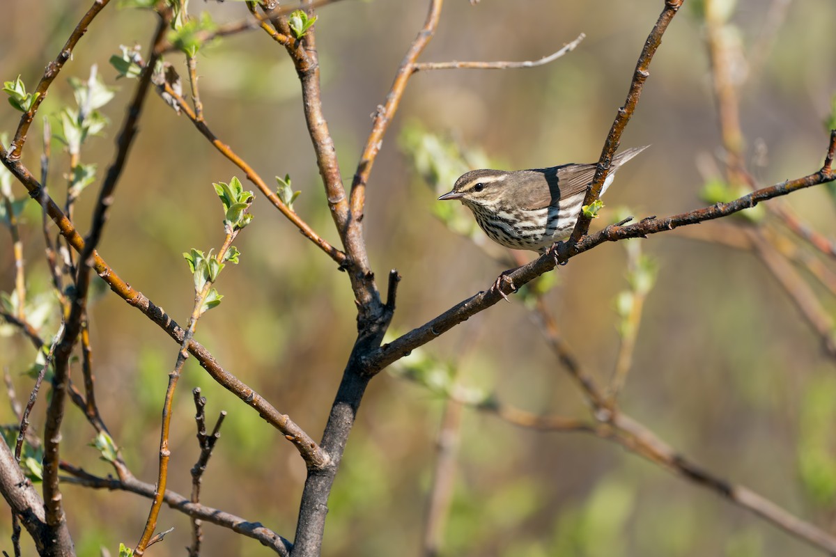 Drosselwaldsänger - ML646364633