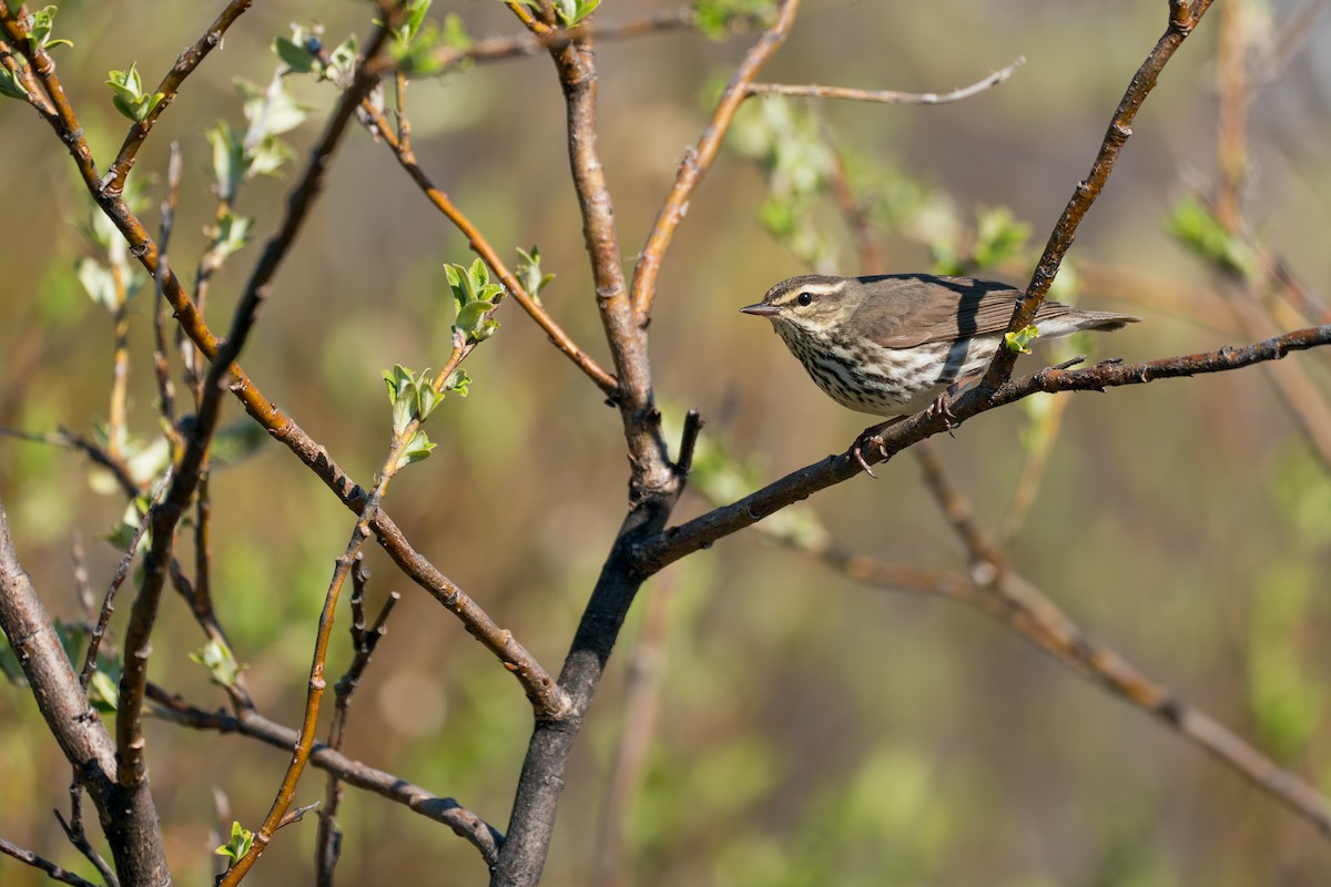 Drosselwaldsänger - ML646364634