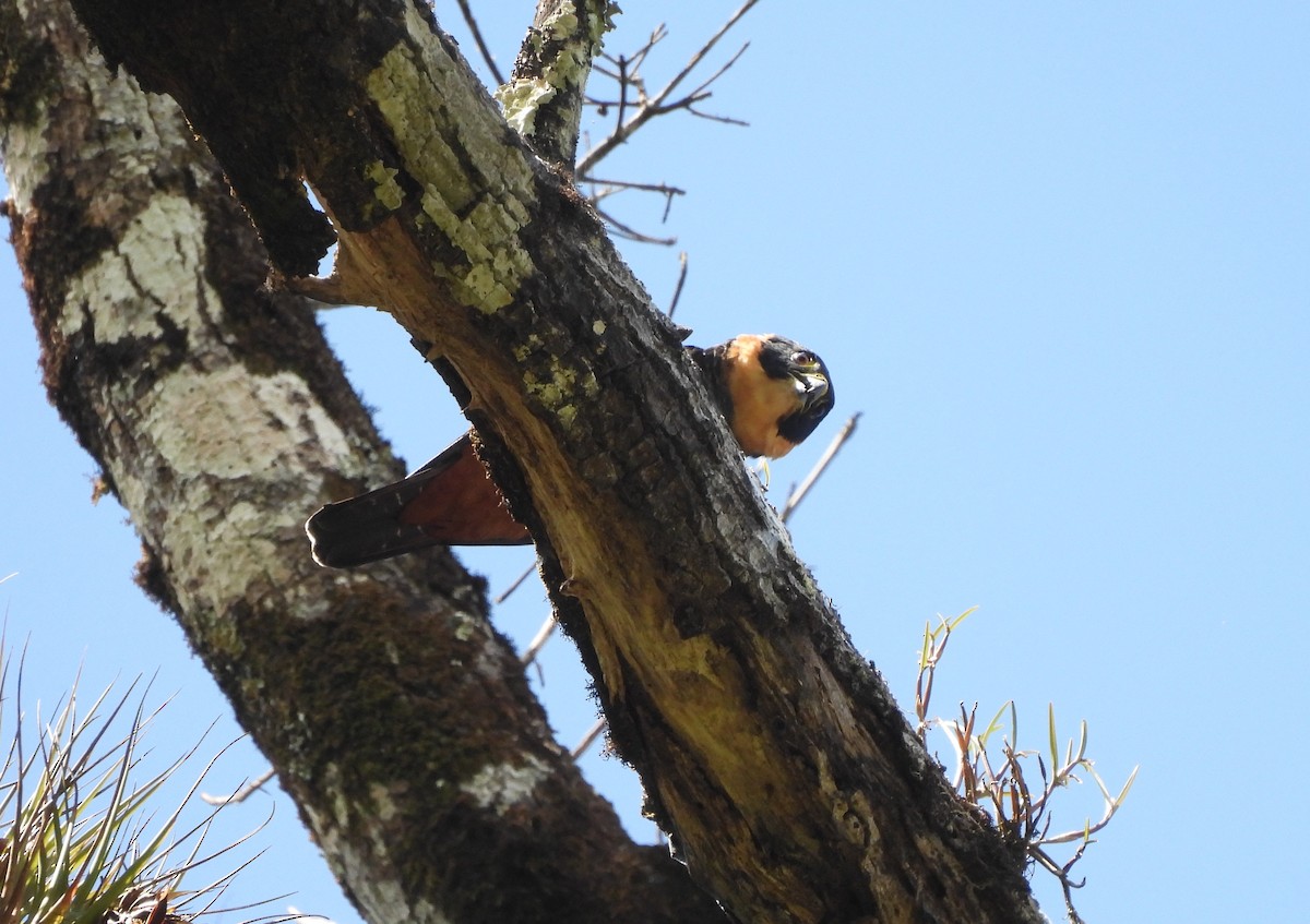 Bat Falcon - ML646364637