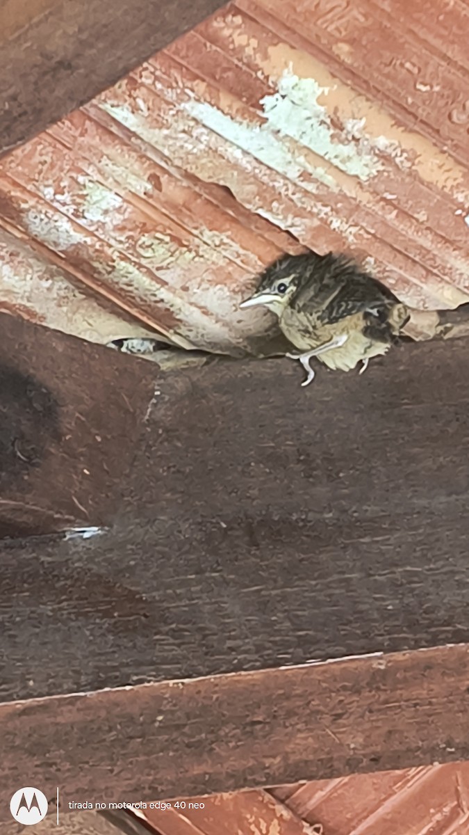 Southern House Wren - ML646364639