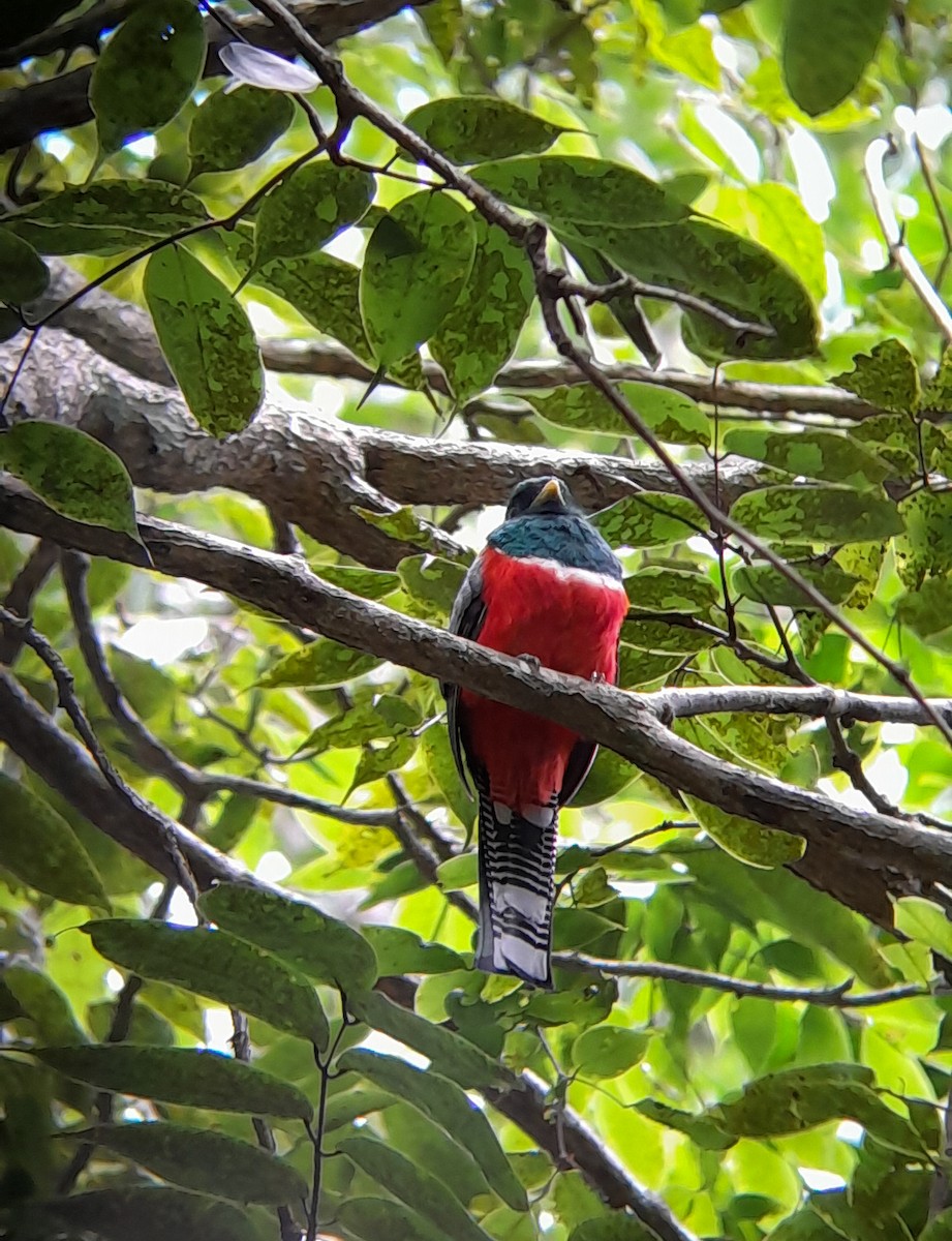 Collared Trogon - ML646364640