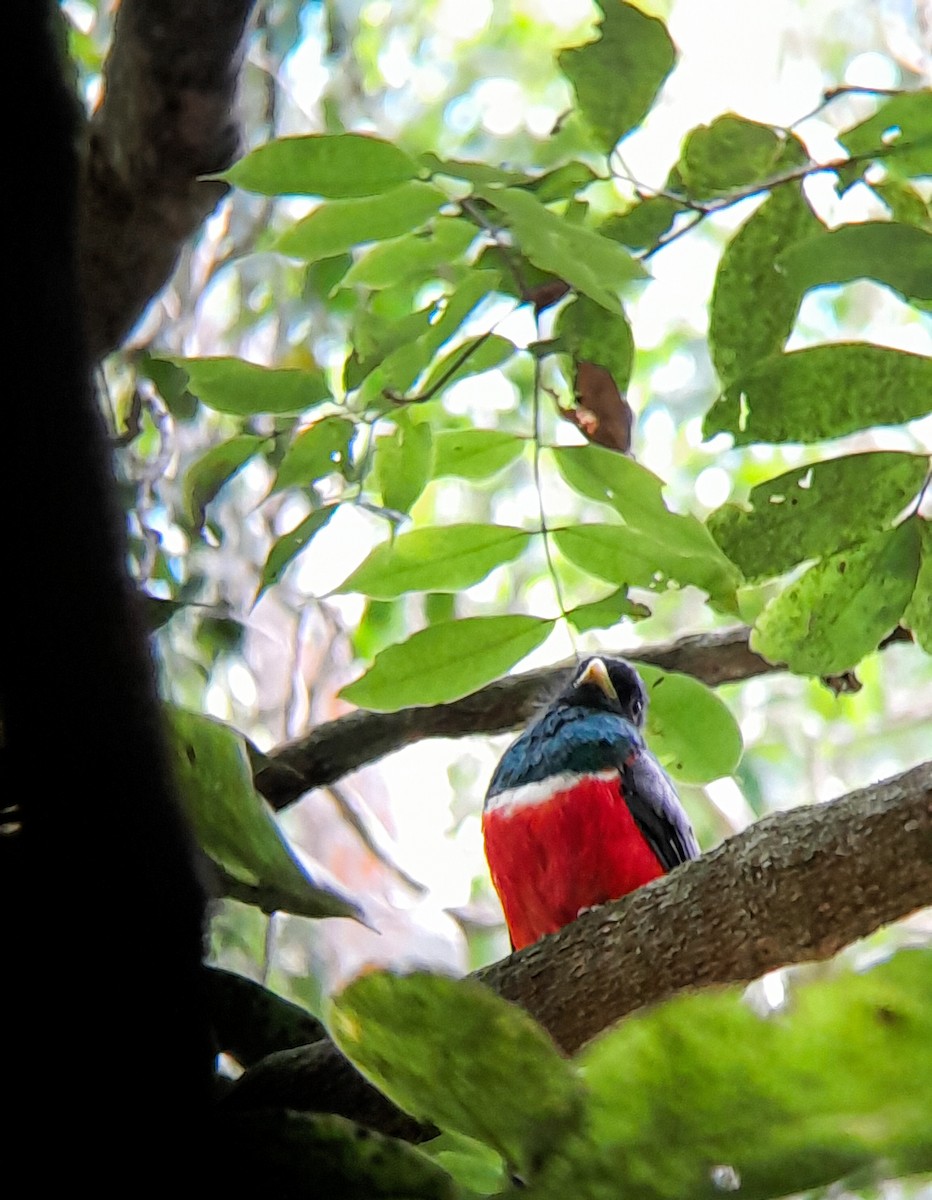 Collared Trogon - ML646364641