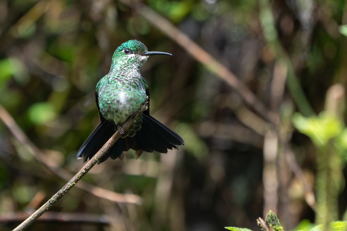 Green-crowned Brilliant - ML646364642